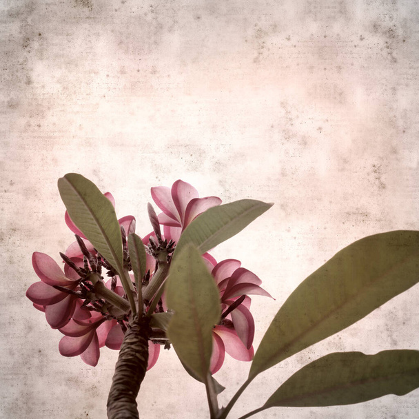 textured stylish old paper background, square, with frangipani flowers - Foto, Imagen