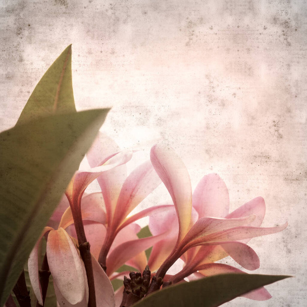 textured stylish old paper background, square, with frangipani flowers - Фото, зображення