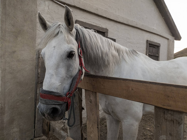 Ένα όμορφο άσπρο άλογο σε ένα χαλινάρι, στέκεται πίσω από ένα φράχτη, δίπλα στο σπίτι. - Φωτογραφία, εικόνα