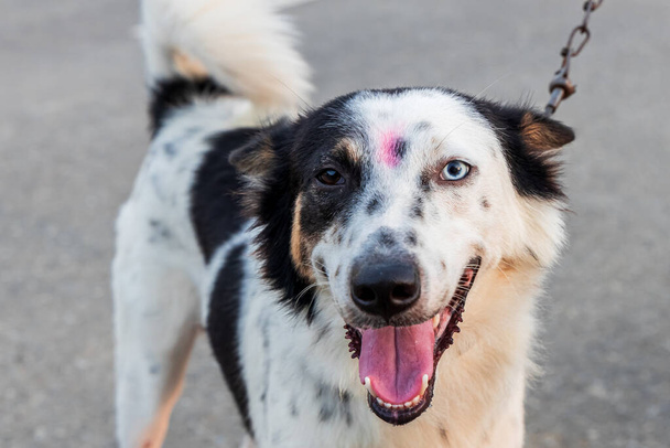 Cruce entre Border Collie y Husky siberiano, el perro tiene una condición rara y poco común en la que los ojos tienen diferentes colores
. - Foto, Imagen