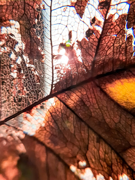 Macro Handheld tiro de uma folha de Figo Sagrado seco contra o sol e céu azul. Detalhes extremos na natureza
 - Foto, Imagem