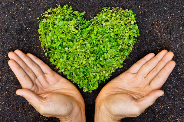 zielone serce trzymając się za ręce w kształcie drzewa - Zdjęcie, obraz