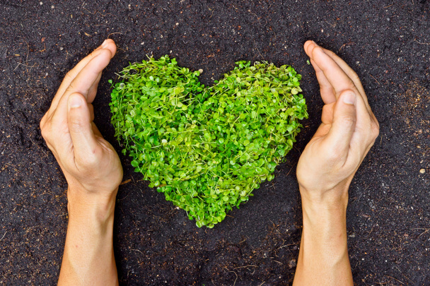 Руки, що тримають зелене серце у формі дерева
 - Фото, зображення