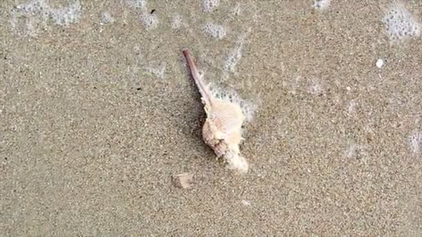 Shell sulla spiaggia - Filmati, video