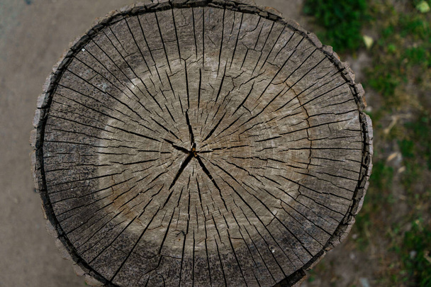 Idealny okrągły wyciąć drzewo z rocznych pierścieni i pęknięć. Tekstura drewniana. - Zdjęcie, obraz