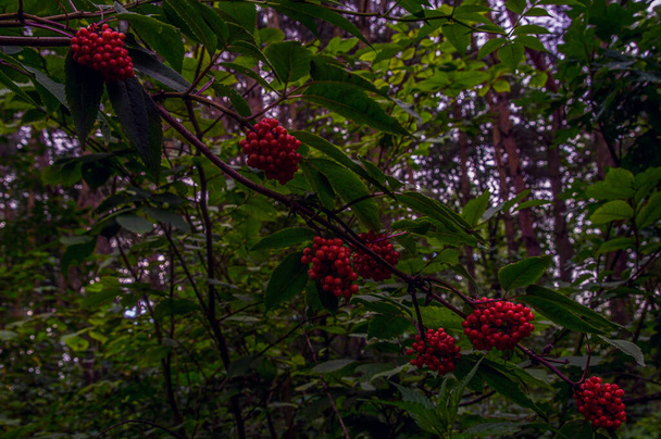 Украина - это север страны. Лесные красные ягоды летом в тени, сфотографированы при дневном свете солнца горизонтально. - Фото, изображение