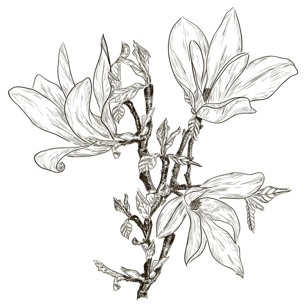 Drawing spring magnolia blossoms - Vector, Imagen