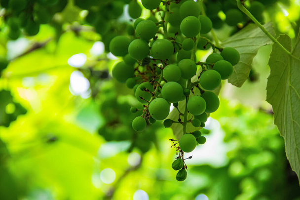 Close-up of homemade grapes. Green, not yet ripe, entangled its leaves and clusters all over the yard. Beautiful summer background - Fotoğraf, Görsel