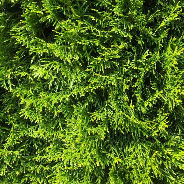 Макро-текстура зеленой Thuja occibellis Columna - Фото, изображение