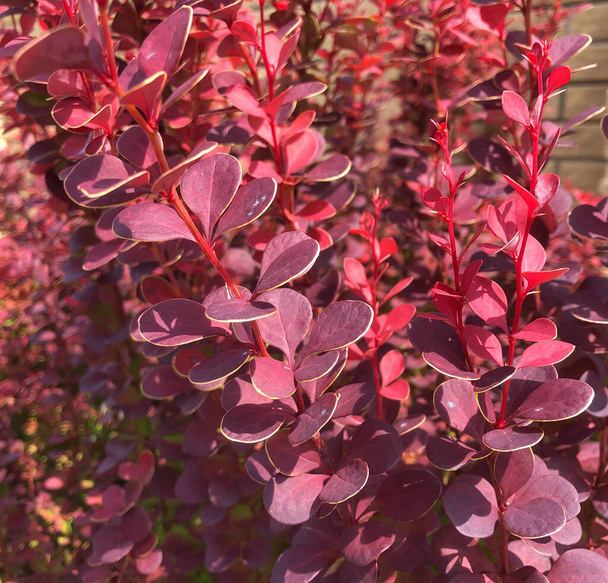 planta fresca con hojas rojas
 - Foto, Imagen