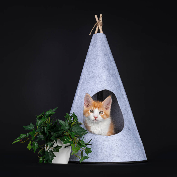 Cute red with white harlequin cat kitten,sitting in grey felt tipi tent beside green plant. Looking naughty towards camera. Isolated on black background. - Photo, Image