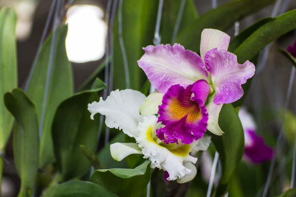 Orchidea cattleya białe i fioletowe - Zdjęcie, obraz