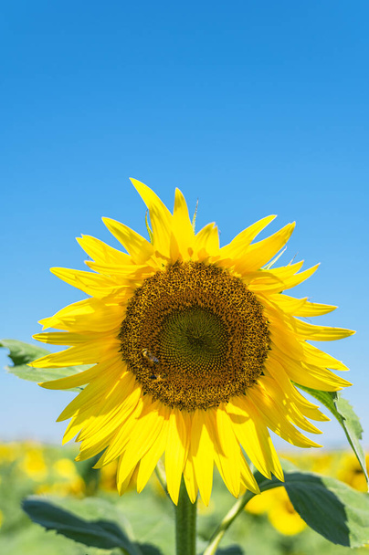 Ηλιοτρόπιο τοπίο, ηλιόσποροι, φωτεινά κίτρινα πέταλα, πράσινα φύλλα. Όμορφα ηλιοτρόπια στο φόντο του μπλε ουρανού. Καλοκαίρι φωτεινό φόντο, γεωργία, συγκομιδή έννοια, φυτικά έλαια. - Φωτογραφία, εικόνα