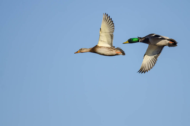 Пара кряквенных уток, летящих в голубом небе - Фото, изображение