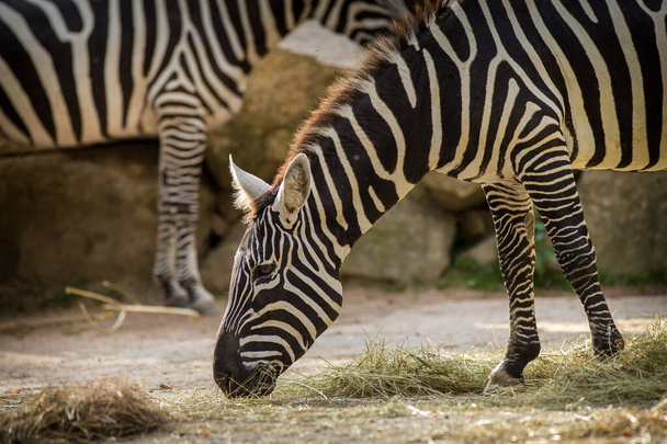 Zebra-Porträt im Zoopark - Foto, Bild