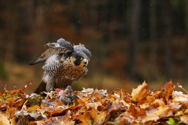 Pájaro de presa Halcón Peregrino, Falco peregrinus, con faisán asesino en el suelo en las hojas naranjas de otoño, República Checa día lluvioso
 - Foto, Imagen