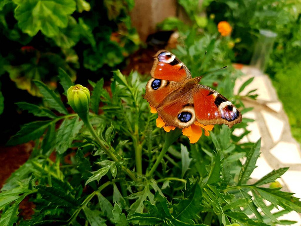Європейський метелик - павич Аглаїс. - Фото, зображення