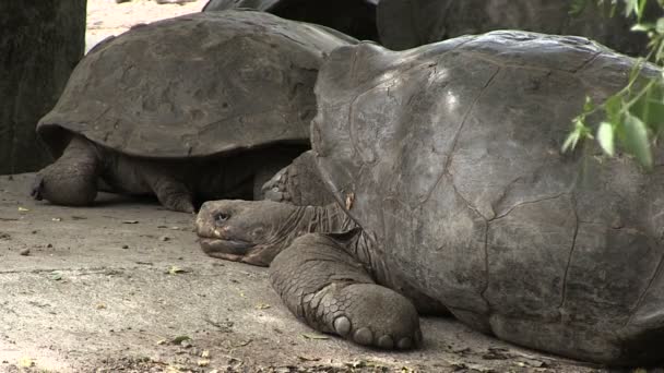 Галапагосская гигантская черепаха, остров Изабела, Галапагосские острова, Эквадор - Кадры, видео