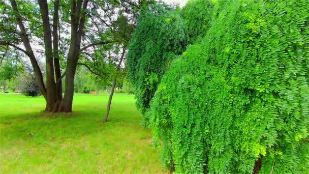 Open City Park in de zomer, Bomen en planten, Europa, CZ, Prostejov - Video