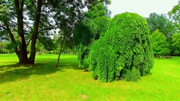 Открытый городской парк летом, деревья и растения, Европа, Чехия, Простеёв - Кадры, видео