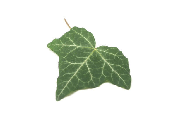 Closeup of ivy leaf on white background - Фото, зображення