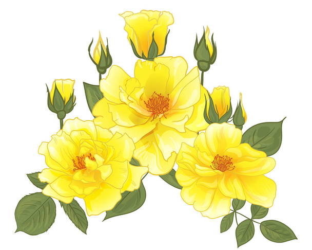 bouquet of yellow roses for greeting cards and design with roses - Vector, imagen