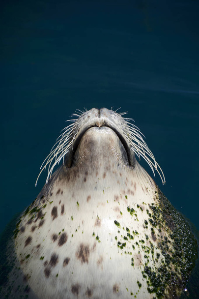 Głowa gęsi zwyczajnej pływającej nad powierzchnią wody, ssak, słoneczny dzień, nos - Zdjęcie, obraz