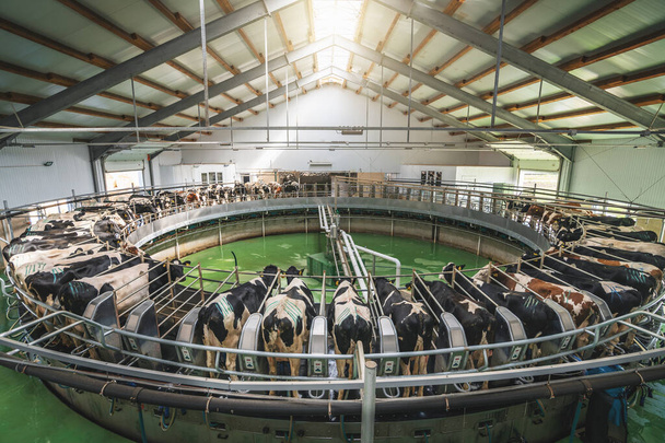 Process of milking cows on industrial rotary equipment on dairy farm - Photo, Image