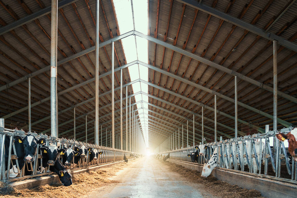 Vaches laitières dans l'étable moderne - Photo, image