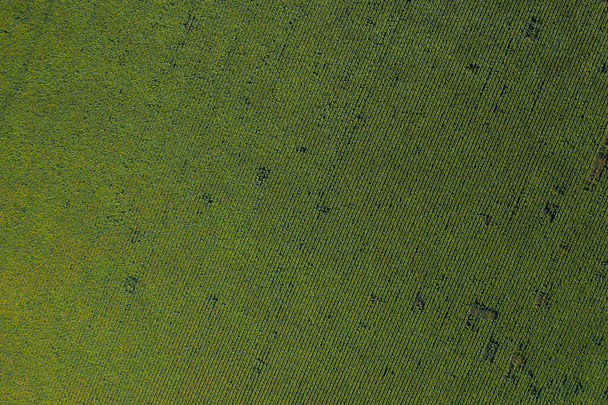 Зелене сільськогосподарське поле країни з рядками, вид зверху на повітря
 - Фото, зображення