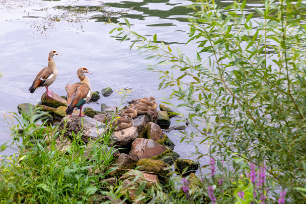 Almanya 'nın Moselle nehrinin kıyısında küçük çocuklu yabani kaz ailesi. - Fotoğraf, Görsel