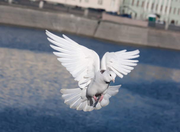Белый голубь
 - Фото, изображение