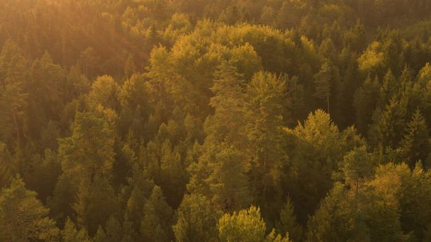 LENS FLARE: Золотые солнечные лучи освещают обширный хвойный лес в Словении. - Фото, изображение