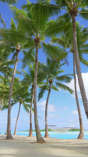 ESPACIO DE COPIA: Imagen idílica de una hamaca vacía bajo las exuberantes palmeras verdes
. - Foto, imagen
