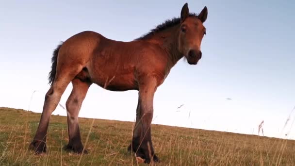 Static foal in the meadow at the last hour of the day. Sunset lights - Footage, Video