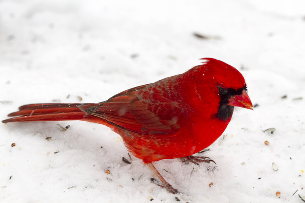 heldere rode kardinaal na sneeuwstorm - Foto, afbeelding