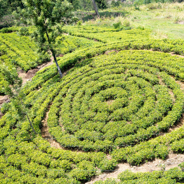 スリランカの高い国で緑茶の葉を摘む - 写真・画像