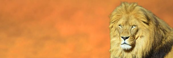 Ritratto di un volto di leone che guarda la macchina fotografica sullo sfondo drammatico del cielo al tramonto. - Foto, immagini