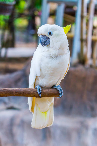 Parktaki sarı ibikli papağan. - Fotoğraf, Görsel