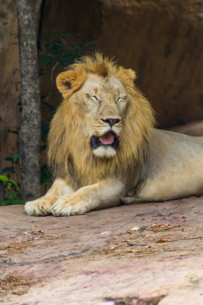 Λιοντάρι ανοιχτό στόμα και κοντά μάτια, Φύση - Φωτογραφία, εικόνα