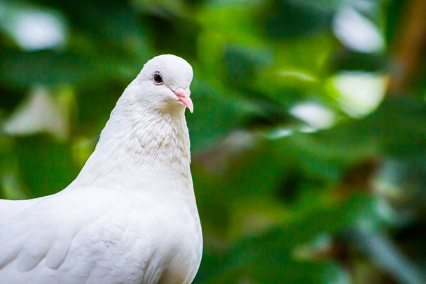 Pied Imperial Pigeon pták chytit na stromě - Fotografie, Obrázek