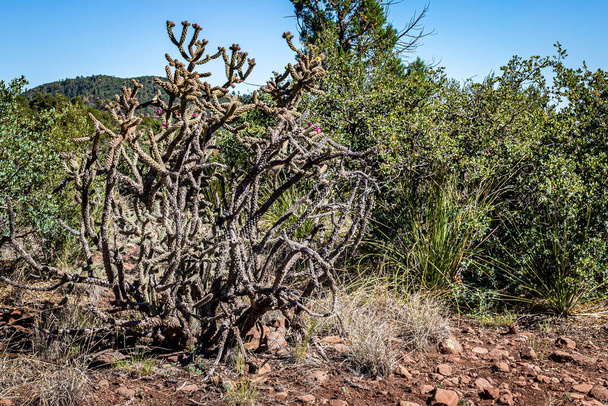 Cylindropuntia acanthocarpa, communément appelé staghorn, ou buckhorn, cholla, est un cholla originaire des déserts de Mojave, Sonoran et Colorado en Amérique du Nord.. - Photo, image