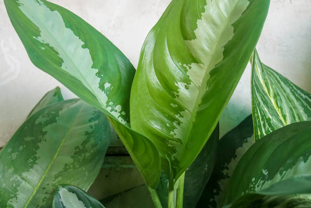 selective long green leaves texture in tropical garden - Zdjęcie, obraz