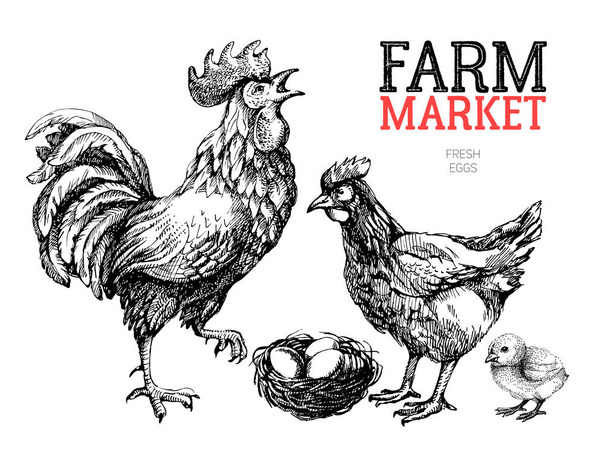 Plakatentwurf für den Bauernmarkt. Hühner, Hähne und Eier handgezeichnete Skizze Vektor Illustration - Vektor, Bild