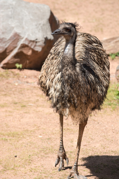 de EMU (emoes novaehollandiae) is de grootste vogel inheems in aus - Foto, afbeelding