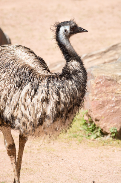 de EMU (emoes novaehollandiae) is de grootste vogel inheems in aus - Foto, afbeelding