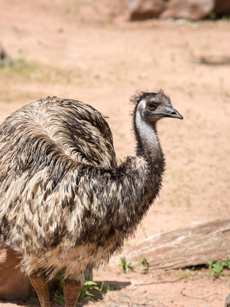 Emu (Dromaius novaehollandiae) es el ave más grande nativa de Aus.
 - Foto, imagen