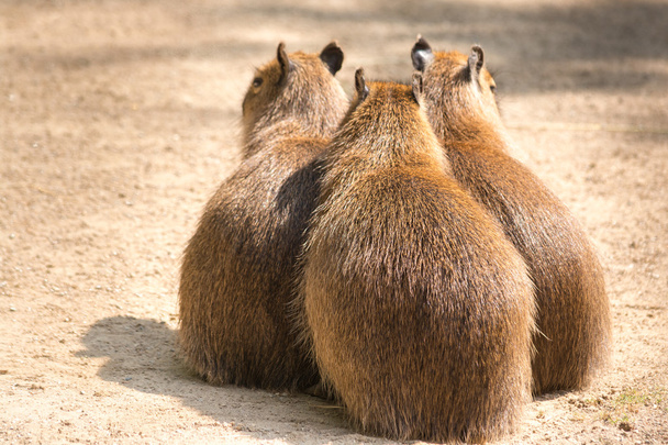 Capybara (Hydrochoerus hydrochaeris) is the largest rodent in th - Photo, Image