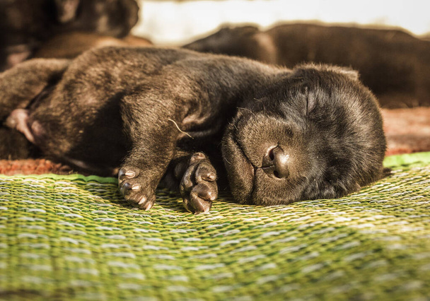 Um filhote de cachorro bonito está dormindo - Foto, Imagem
