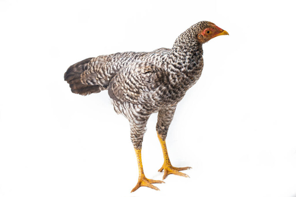 La gallina Ayam Kampong o Ayam Kampung es la raza de pollo reportada desde Indonesia. El nombre significa simplemente "pollo de campo libre" o literalmente "pollo de pueblo". aislado sobre fondo blanco - Foto, imagen